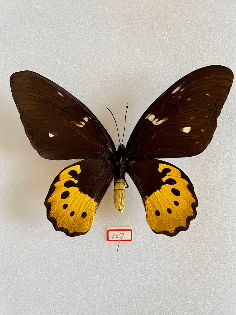 ゴライアス・トリバネアゲハ（1メス・パプアニューギニア産）