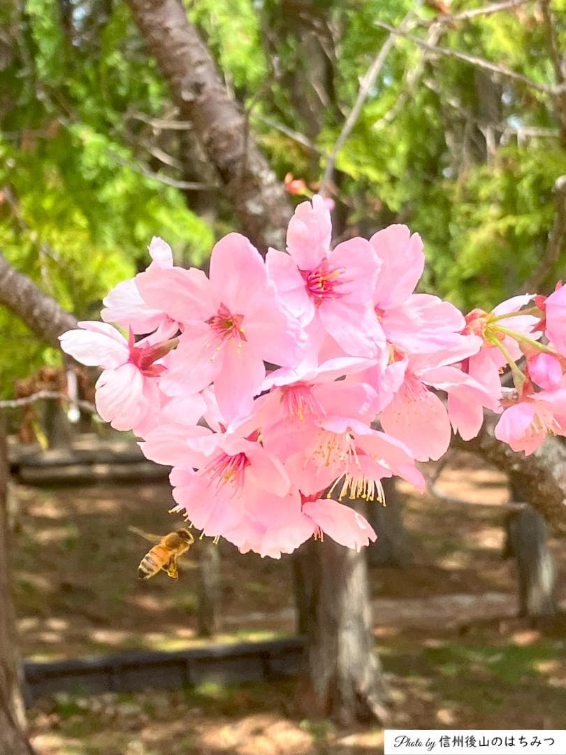 【令7】百花蜜 1000g 2本 長野県産 国産蜂蜜 生はちみつ 西洋蜜蜂