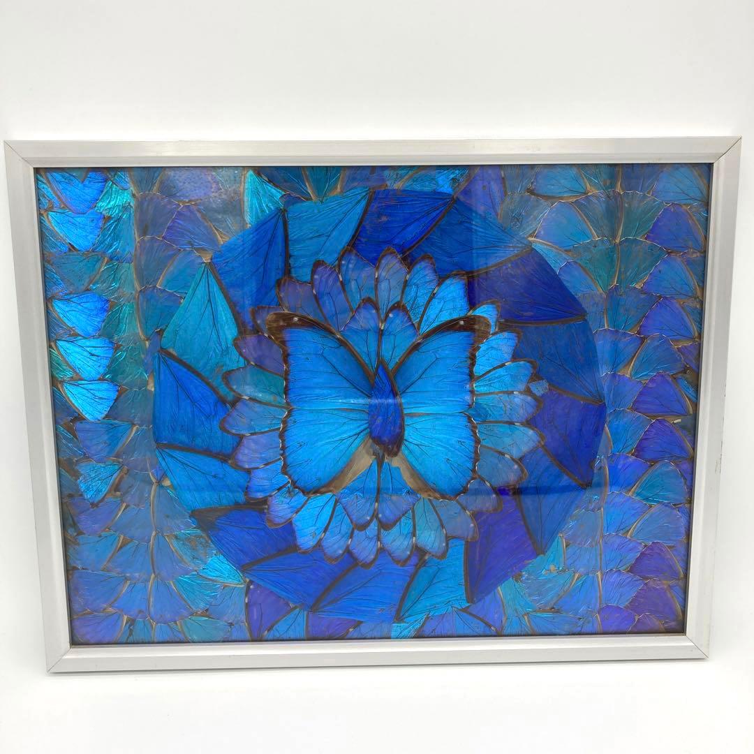 【レア】　モルフォ蝶　アート　標本　芸術　コレクション　海外　美術　絵　昆虫　⑥