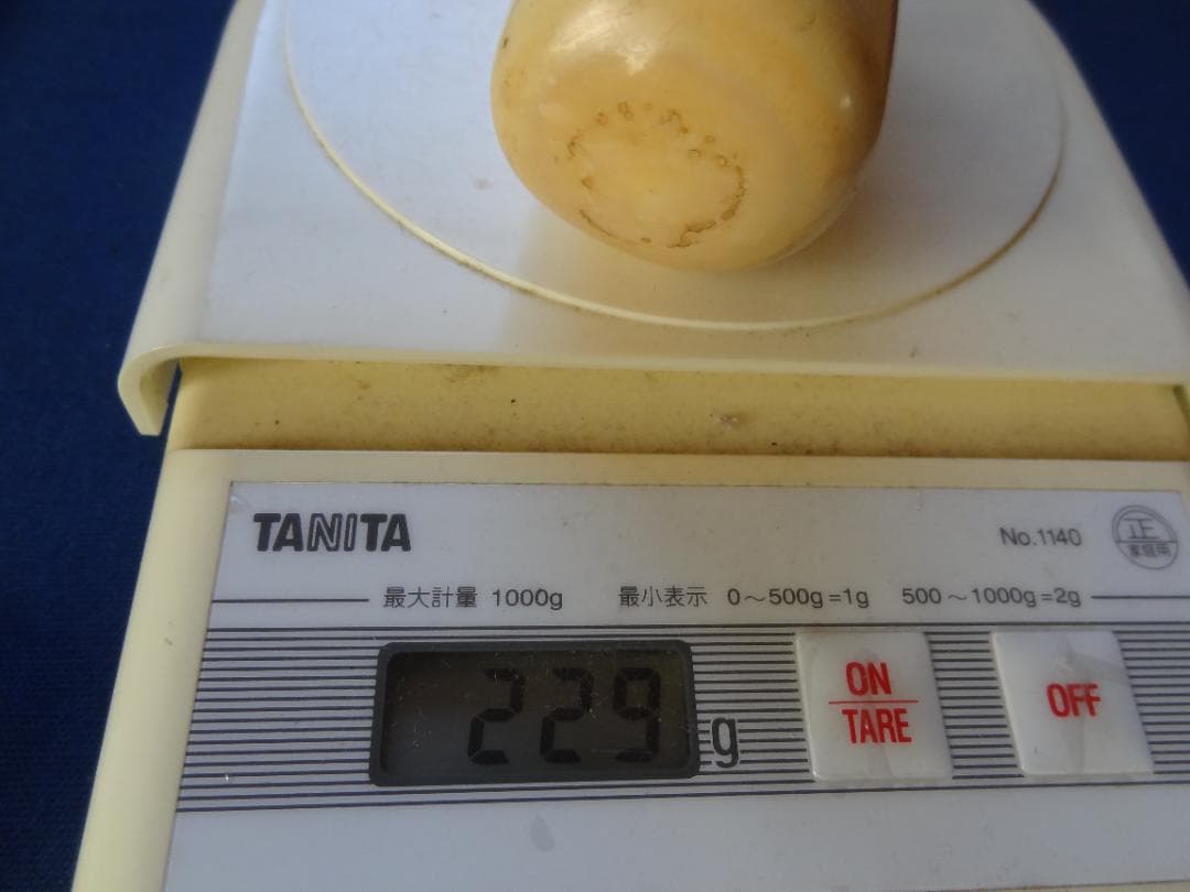 クジラ歯　セイウチ牙　海象　輪切　牙材　天然素材　希少