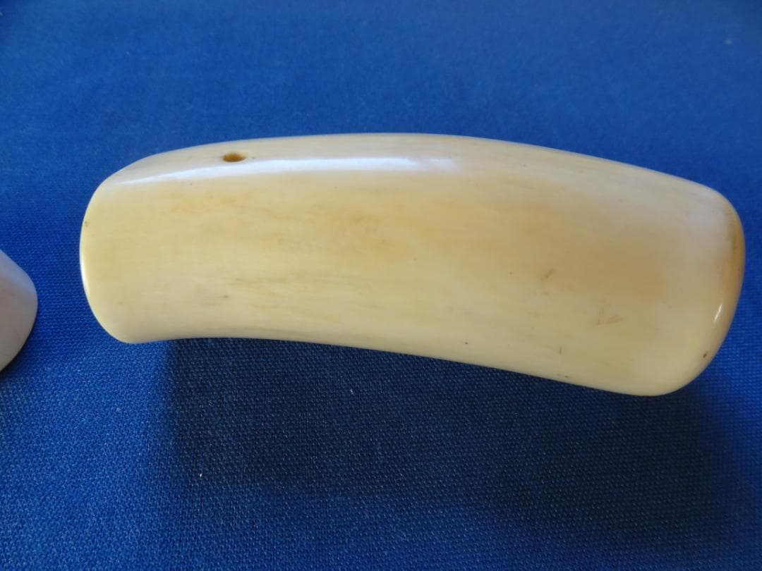 クジラ歯　セイウチ牙　海象　輪切　牙材　天然素材　希少