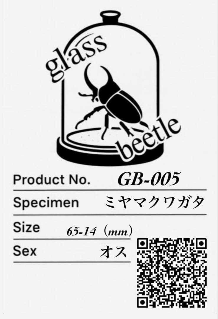【Glass Beetleミヤマクワガタ標本 GB-005】
