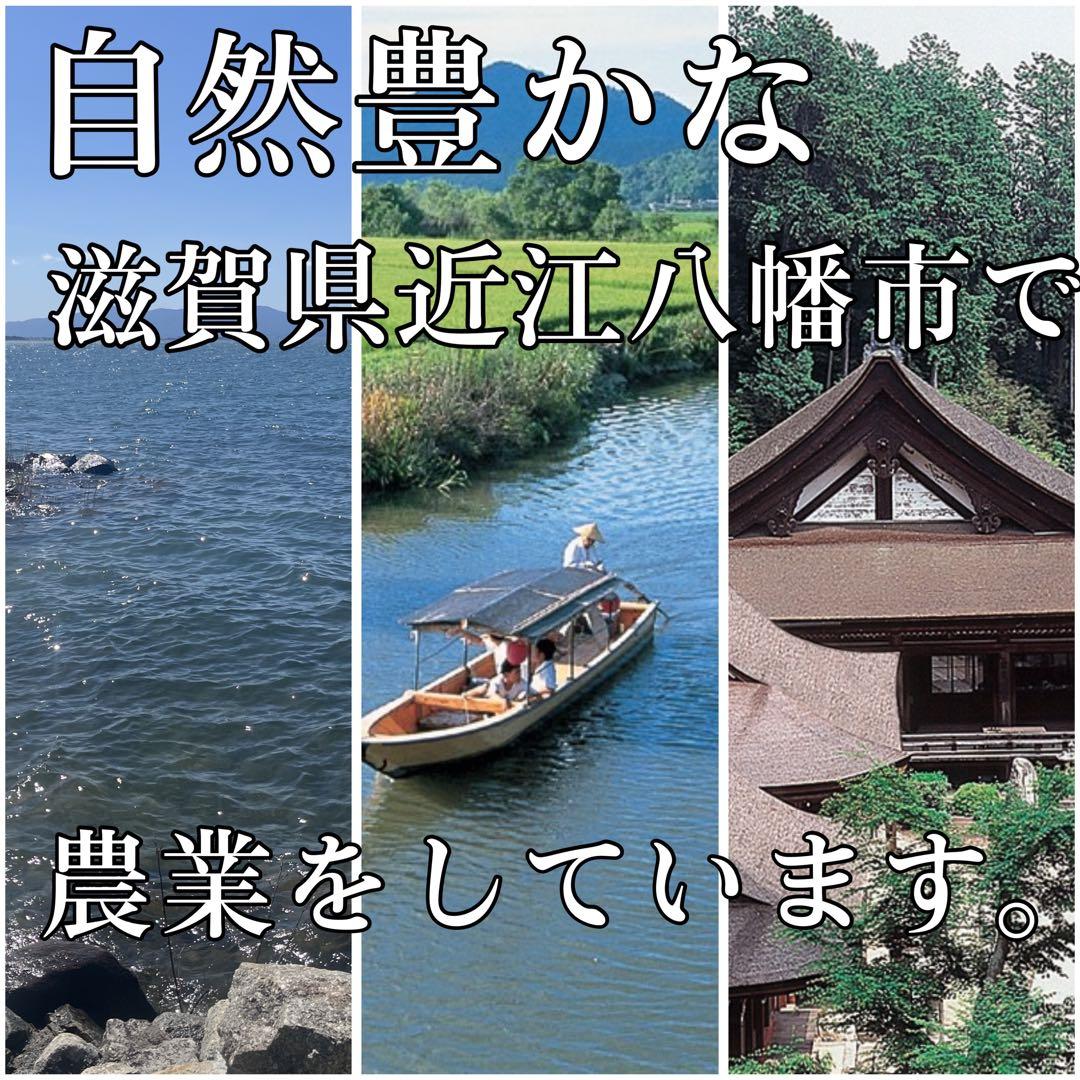 【令和7年度新米】近江米 ミルキークイーン 5kg +にじのきらめき5kg