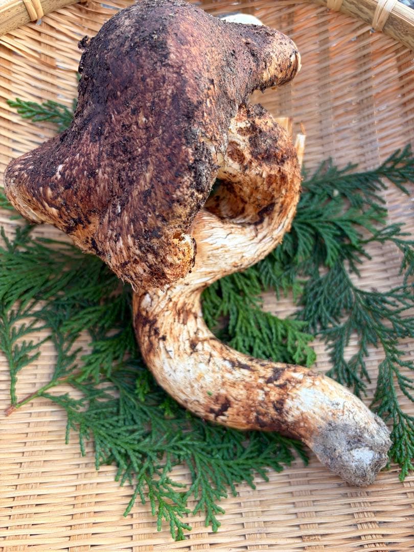 a*o様 【超特大】　　国産松茸　　350g 徳島県産