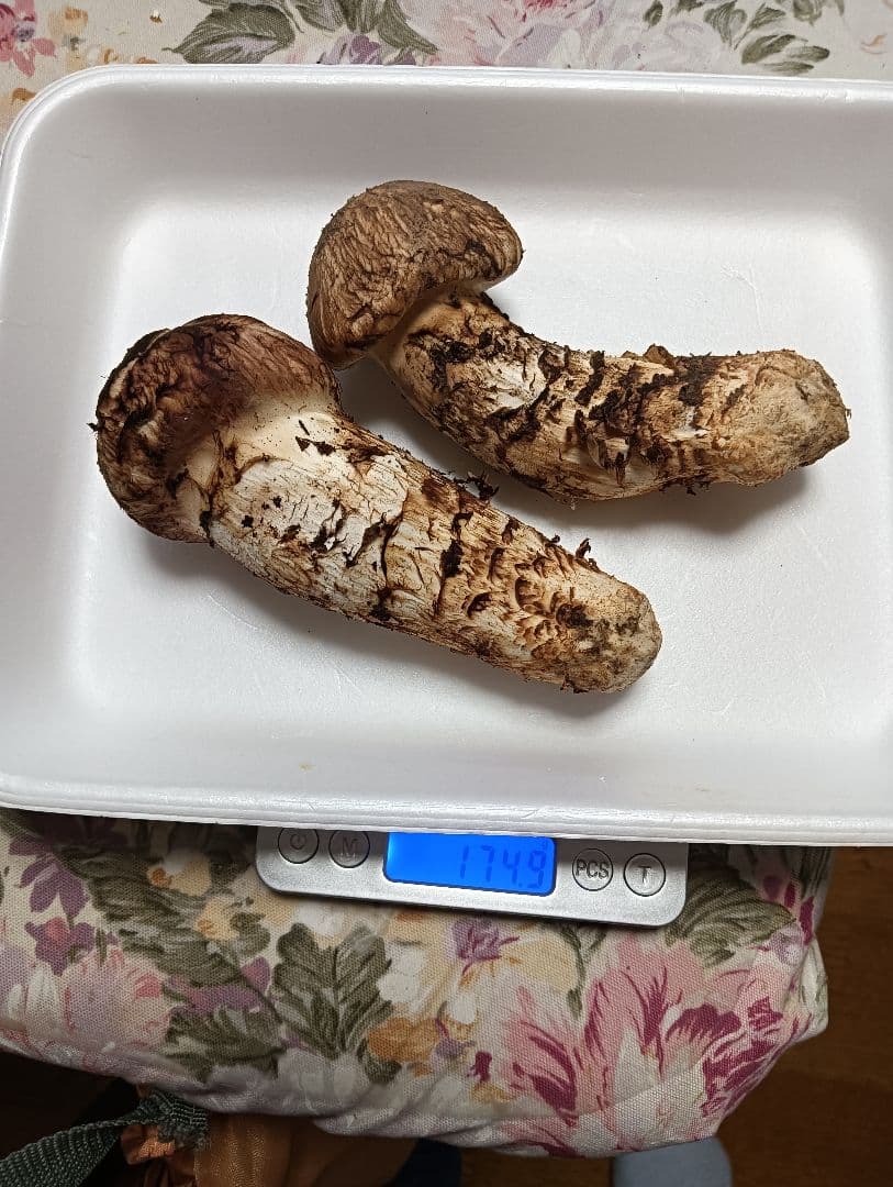 10/14三陸産朝どれマツタケ 174g