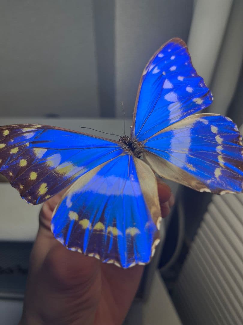 キプリスモルフォ レテノールモルフォ蝶 蛾ピカソモスモルフォチョウMorpho