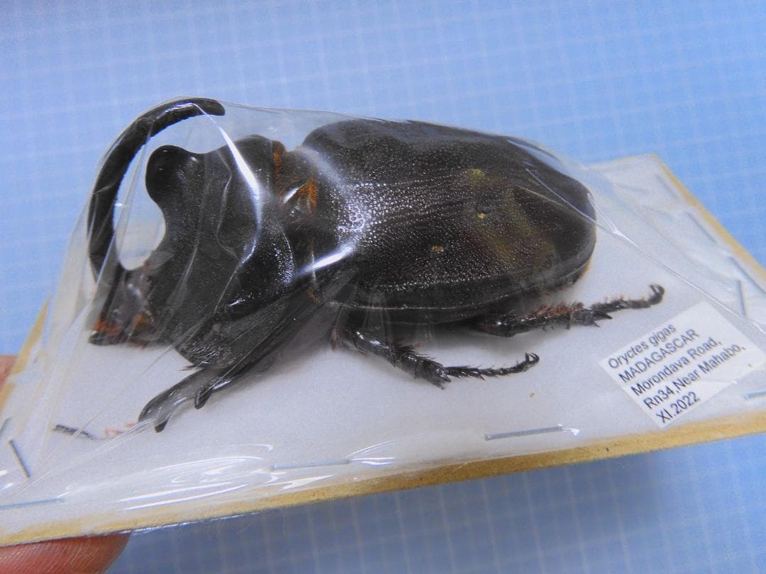標本 Oryctes gigas 71mm 71mm very big