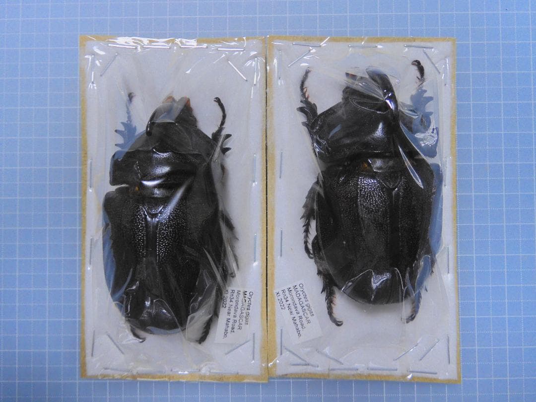 標本 Oryctes gigas 71mm 71mm very big