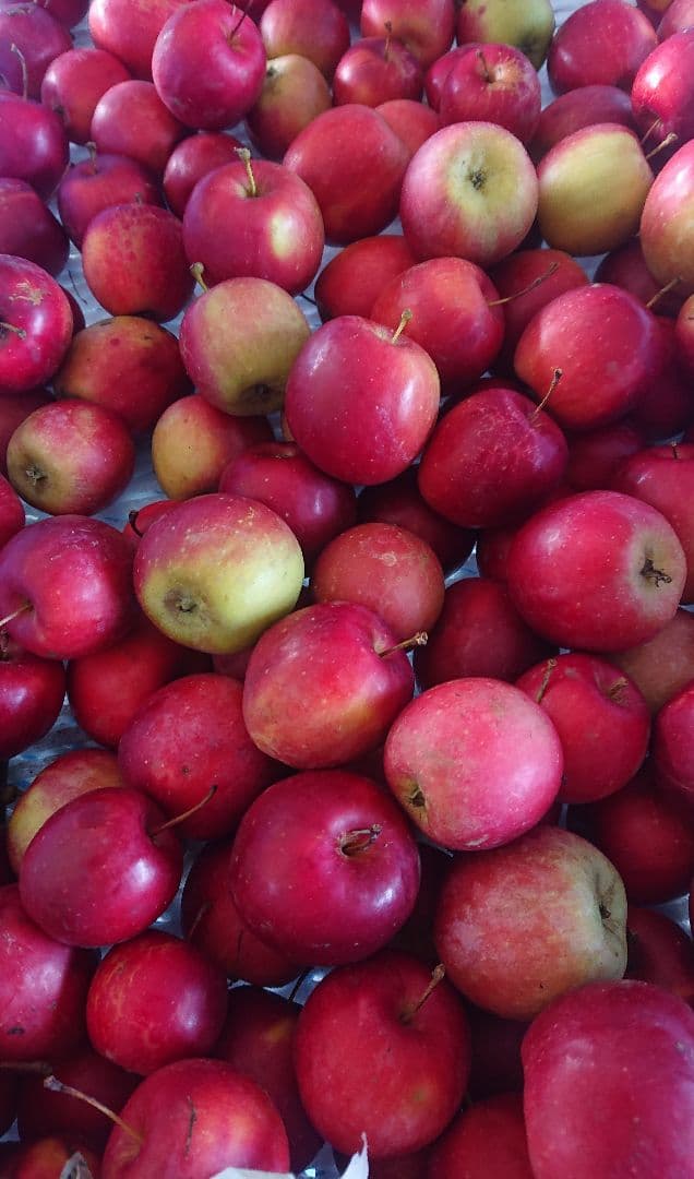 たんたかたん、アルプス乙女２０キロ