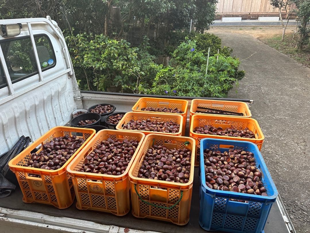 茨城県産　生栗　倉方甘栗　10キロ