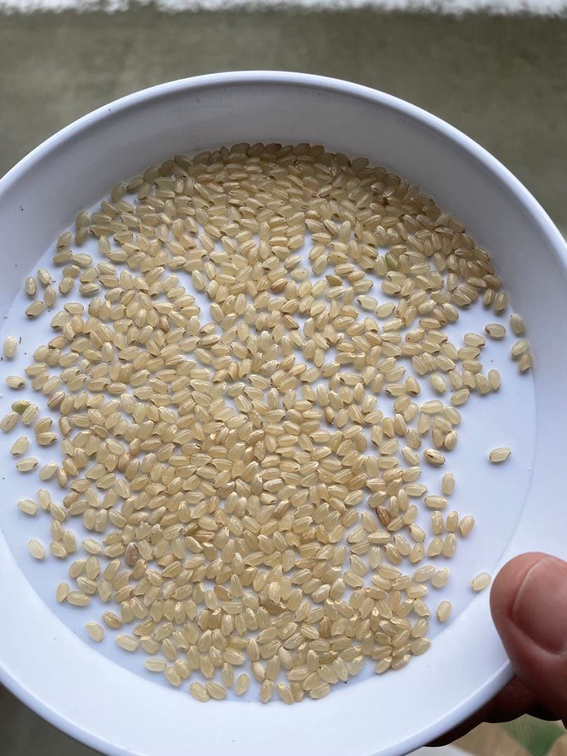 令和7年産ひとめぼれ　玄米30k 送料無料！