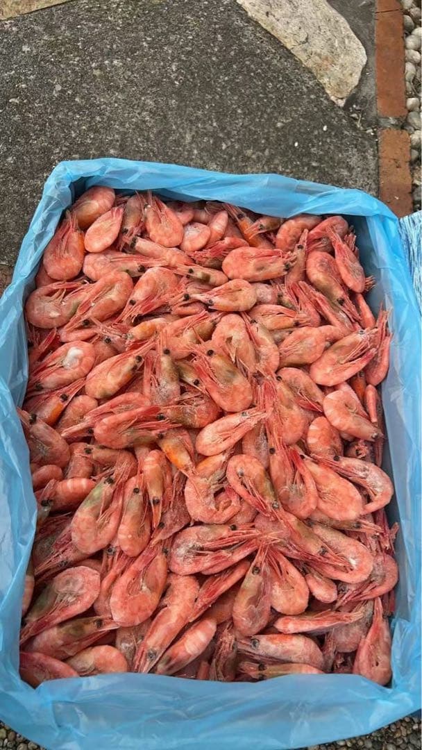 カナダ産冷凍甘エビ5kg