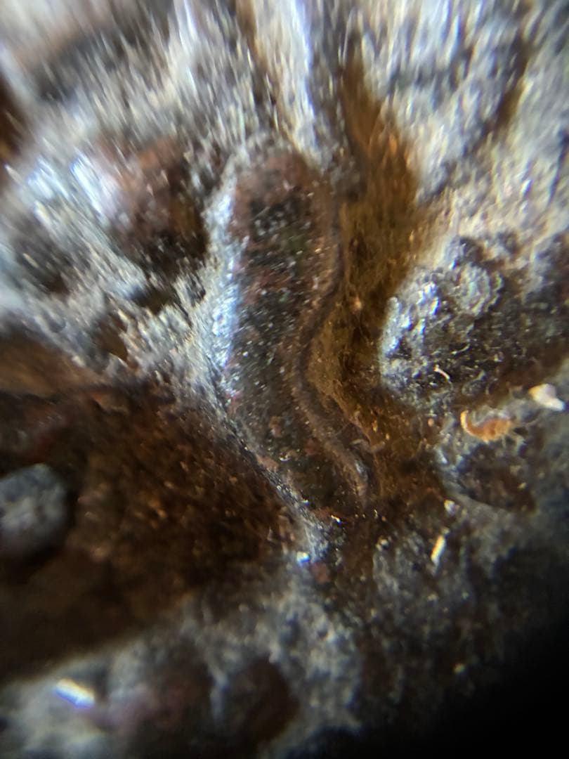 海獣葡萄鏡　古鏡　唐