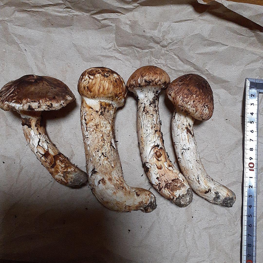 岩手県産　松茸　本日採れ　660g！！！！