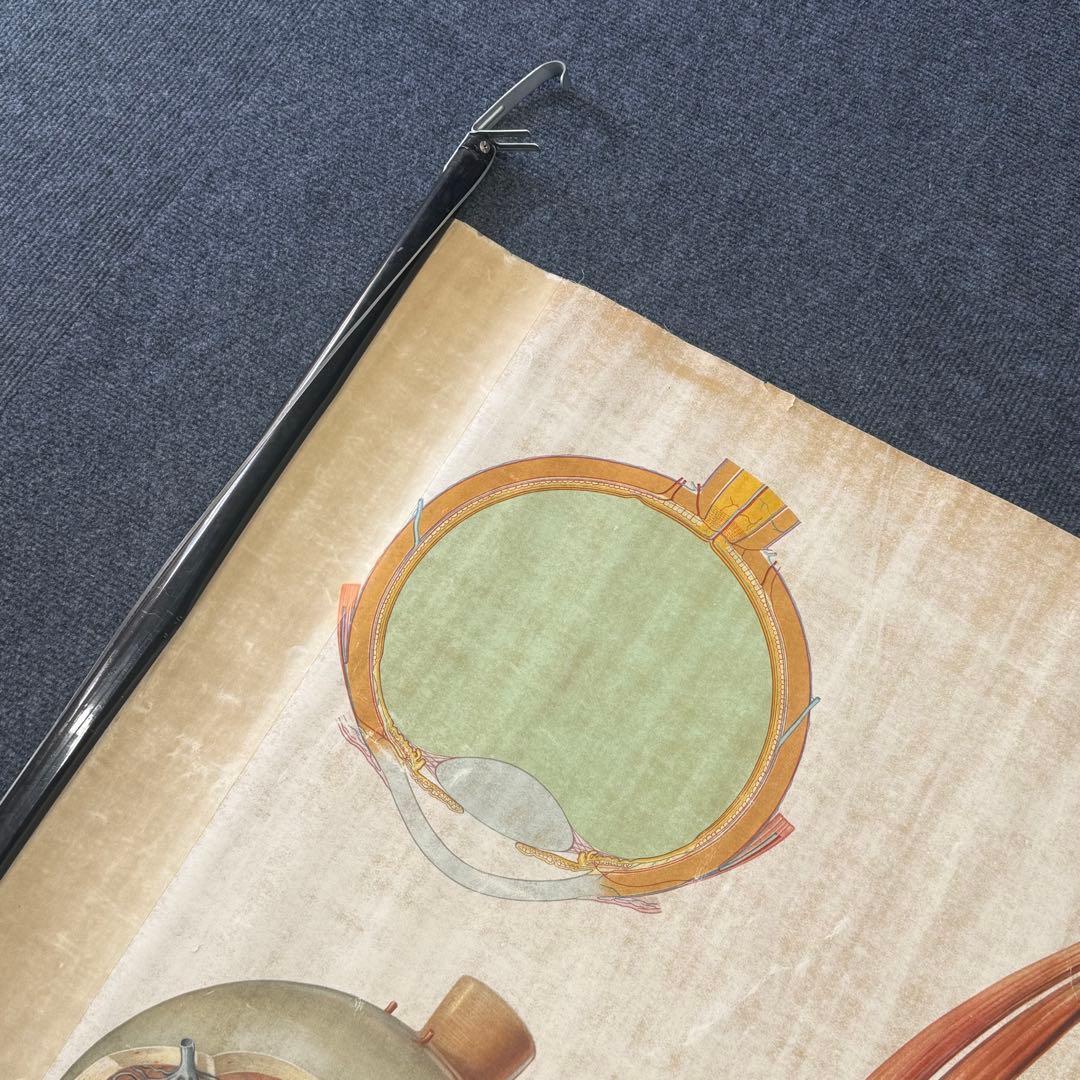 眼球解剖図 掛軸 昭和レトロ￼