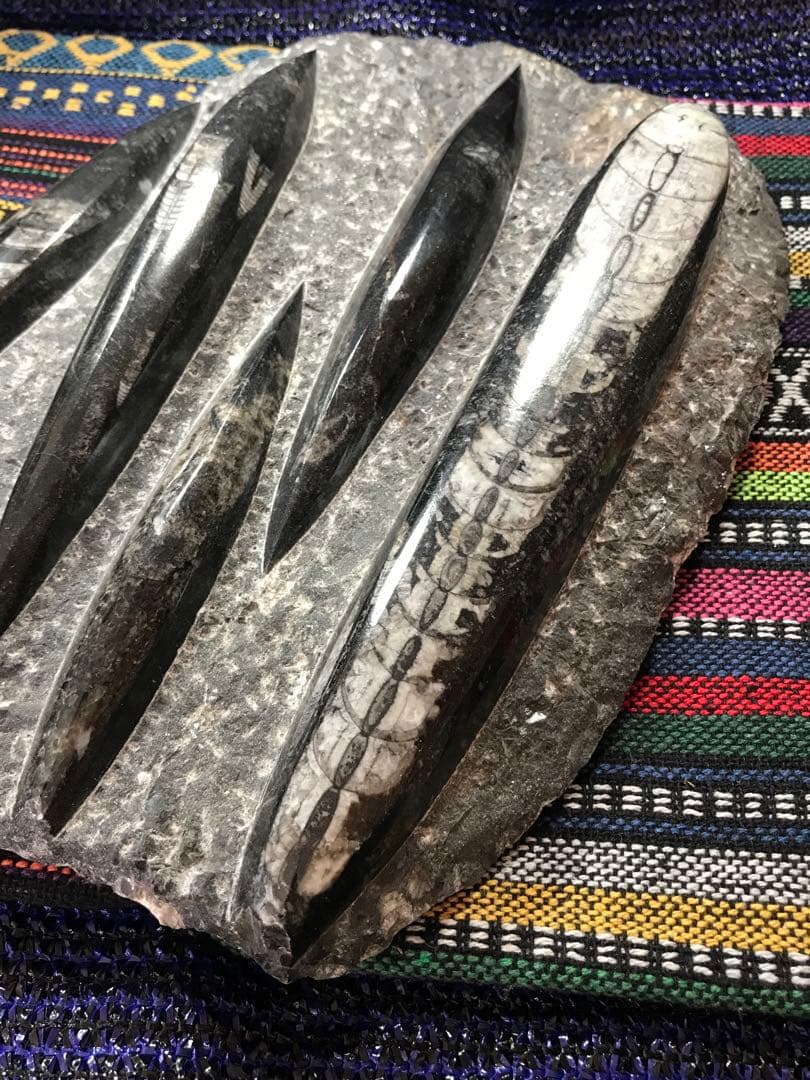 ◉モロッコ産【オルソセラス群/直角貝群】古生代デボン紀/化石[001