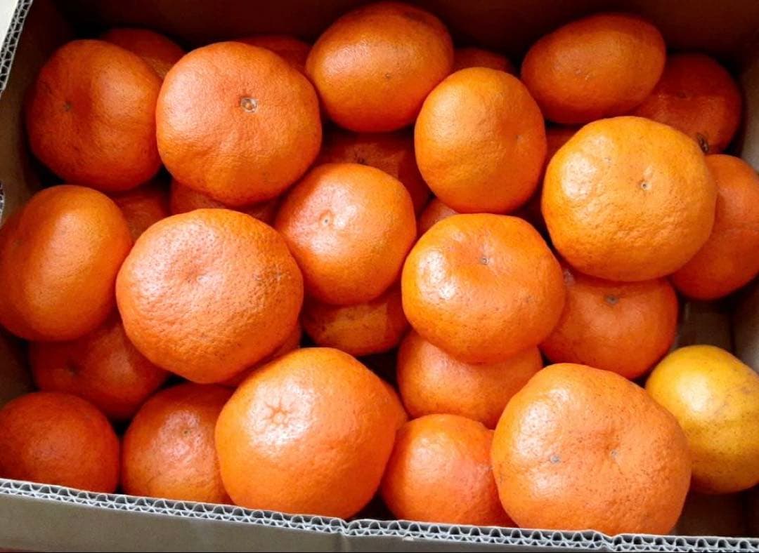 愛媛県産　甘平　柑橘　10kg