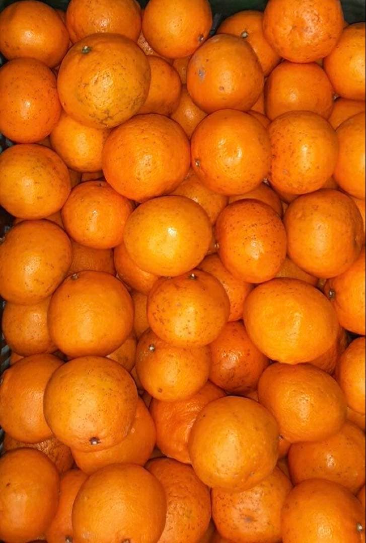 愛媛県産　甘平　柑橘　10kg