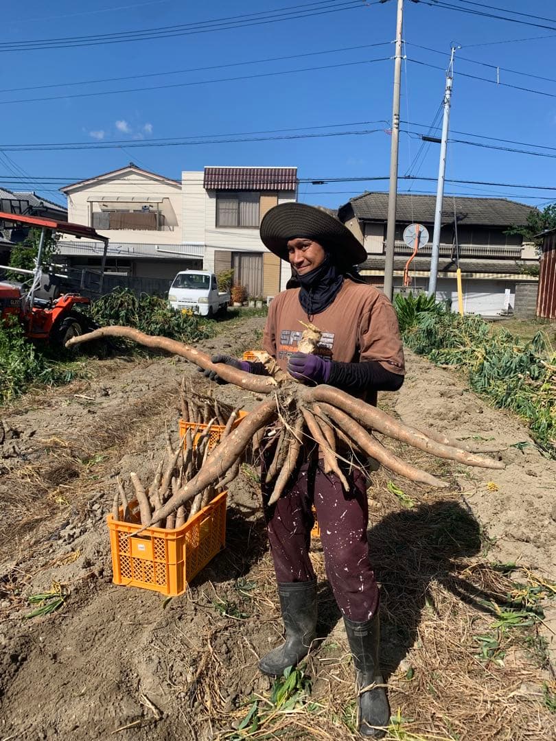 キャッサバ芋 16Kg 新鮮
