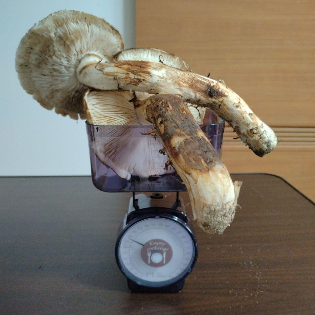 青森県産天然松茸