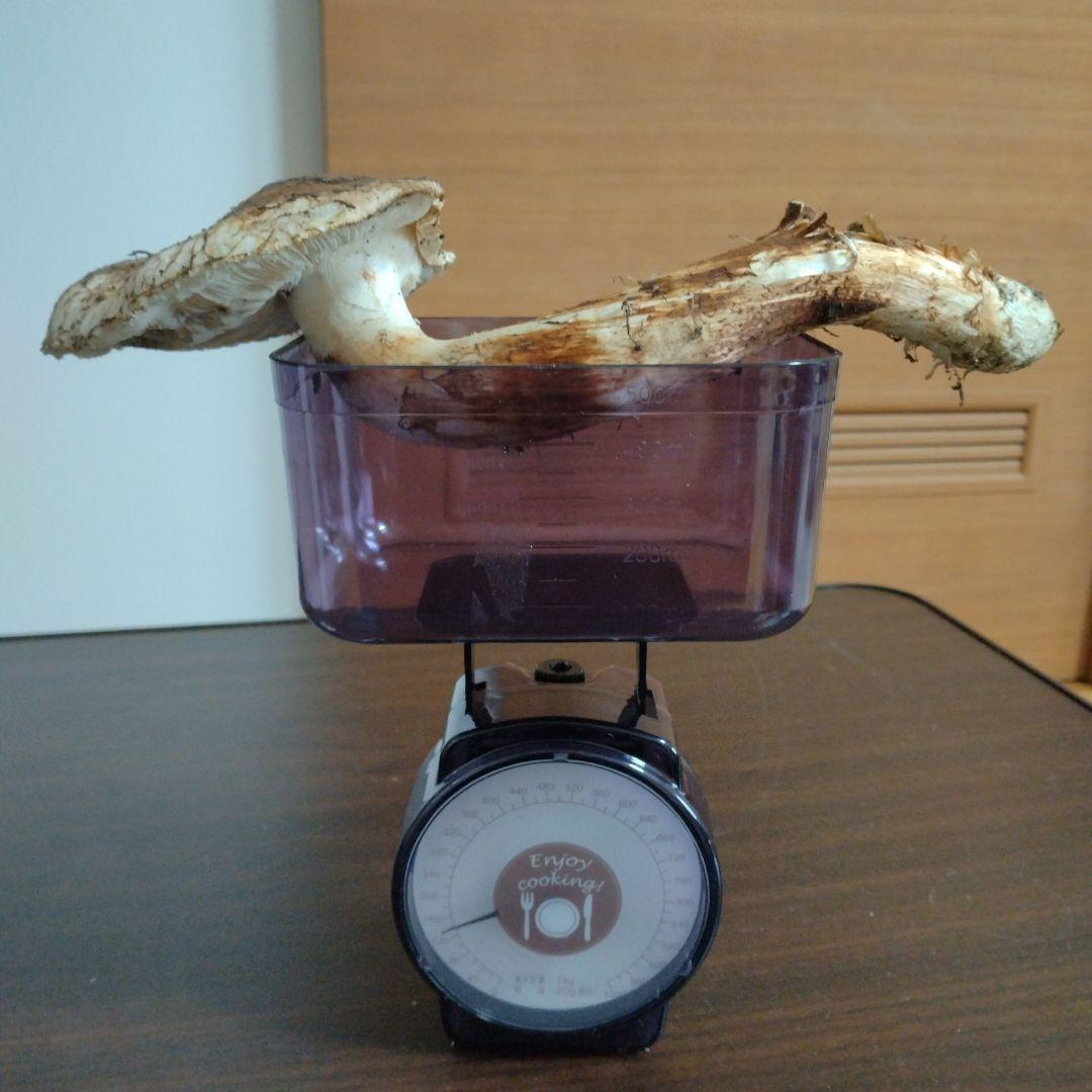 青森県産天然松茸