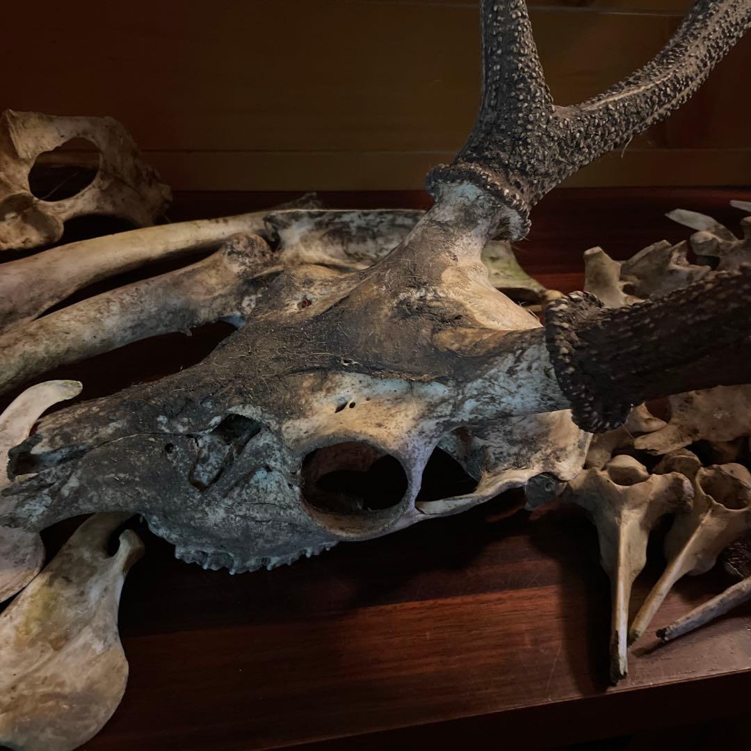 ひ*様 激レア美品　鹿の骨