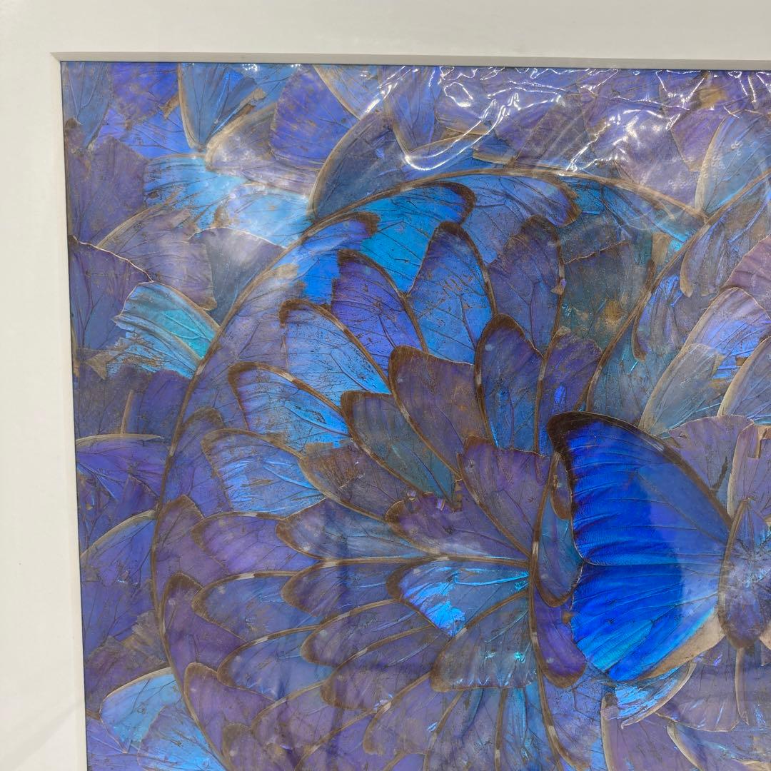 【レア】　モルフォ蝶　アート　標本　芸術　コレクション　海外　昆虫 13上