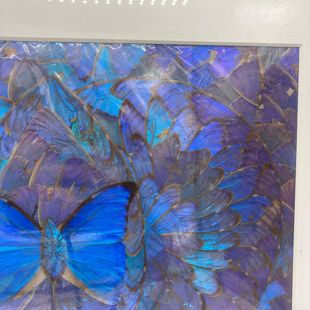 【レア】　モルフォ蝶　アート　標本　芸術　コレクション　海外　昆虫 13上