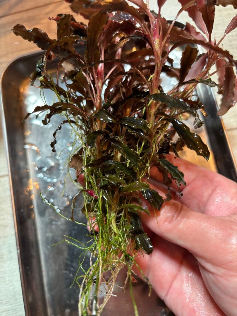 【極美ラメ、群生株】ブセファランドラ・クダガン