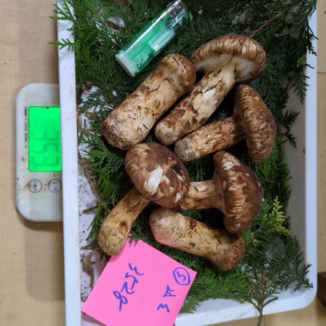 和歌山松茸　新鮮朝市　込み込み　352㌘