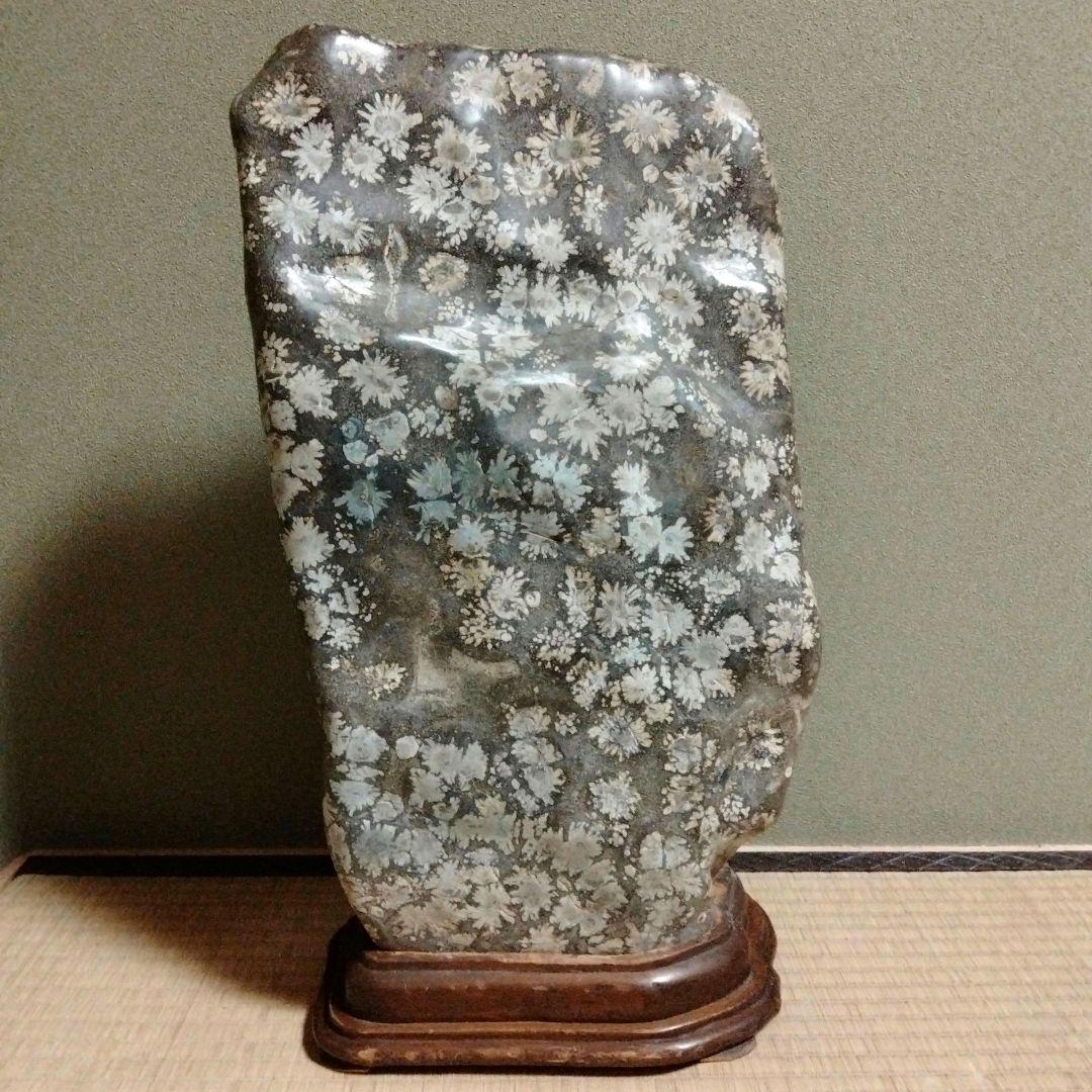 菊花石　特大　石