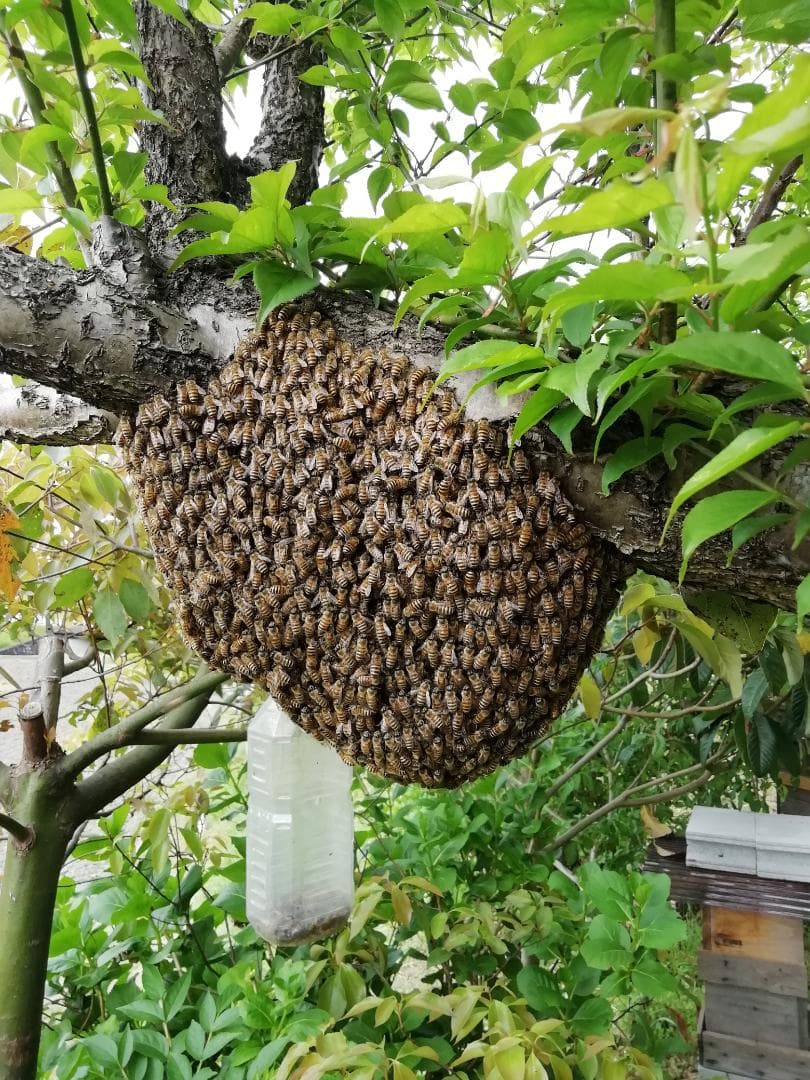 ♥️極み★稀少セット品②『100％純粋春蜜の2瓶セット』《幻の天然完熟百花蜜》