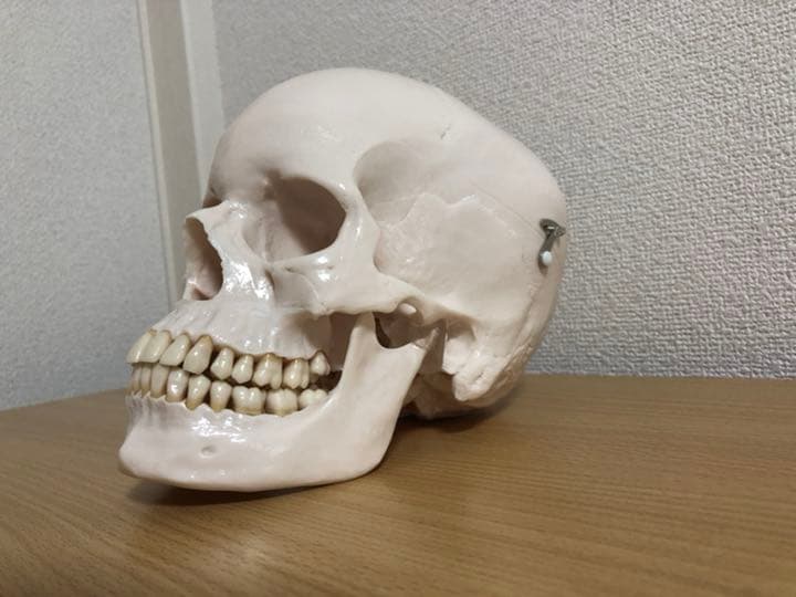 頭蓋骨模型　NISSIN製　P10-SB.1