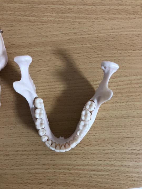 頭蓋骨模型　NISSIN製　P10-SB.1