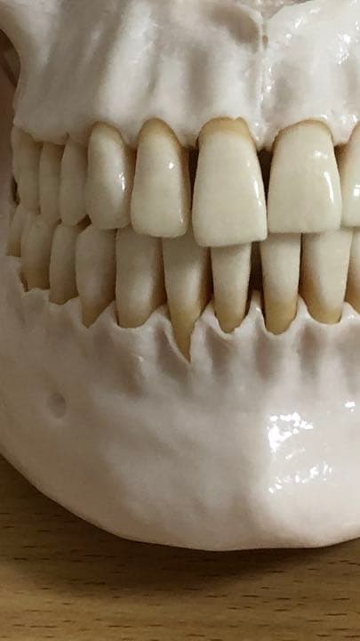 頭蓋骨模型　NISSIN製　P10-SB.1