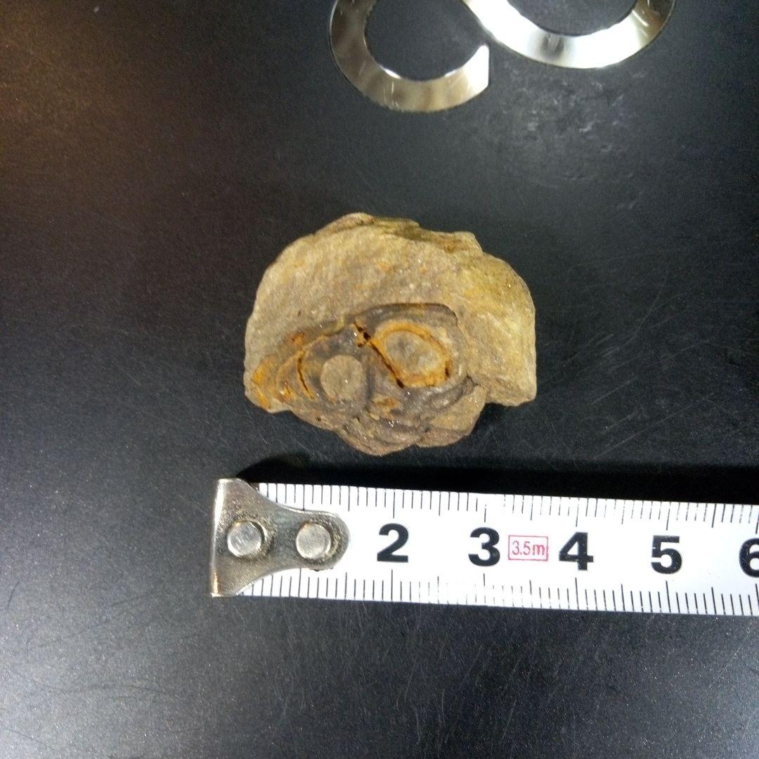 三葉虫　化石　fossil　ボリビア産　trilobite　三葉虫判別⑤
