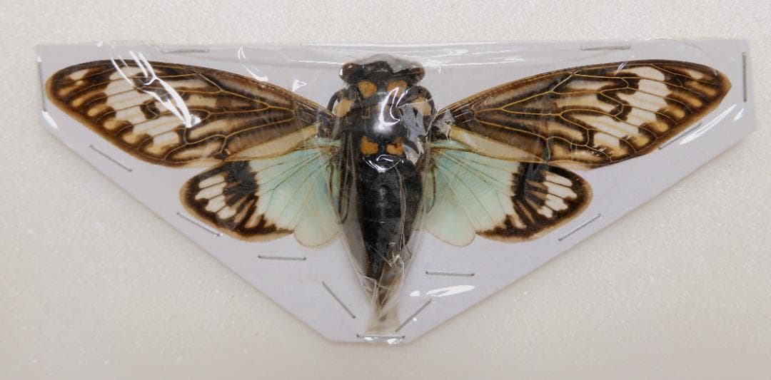 セミ8点セット2