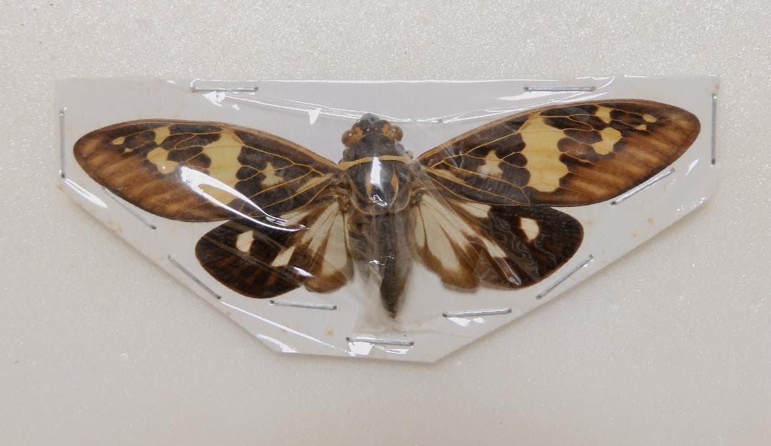 セミ8点セット2