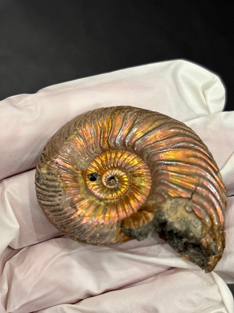 化石　クエンステッドセラス　アンモナイト