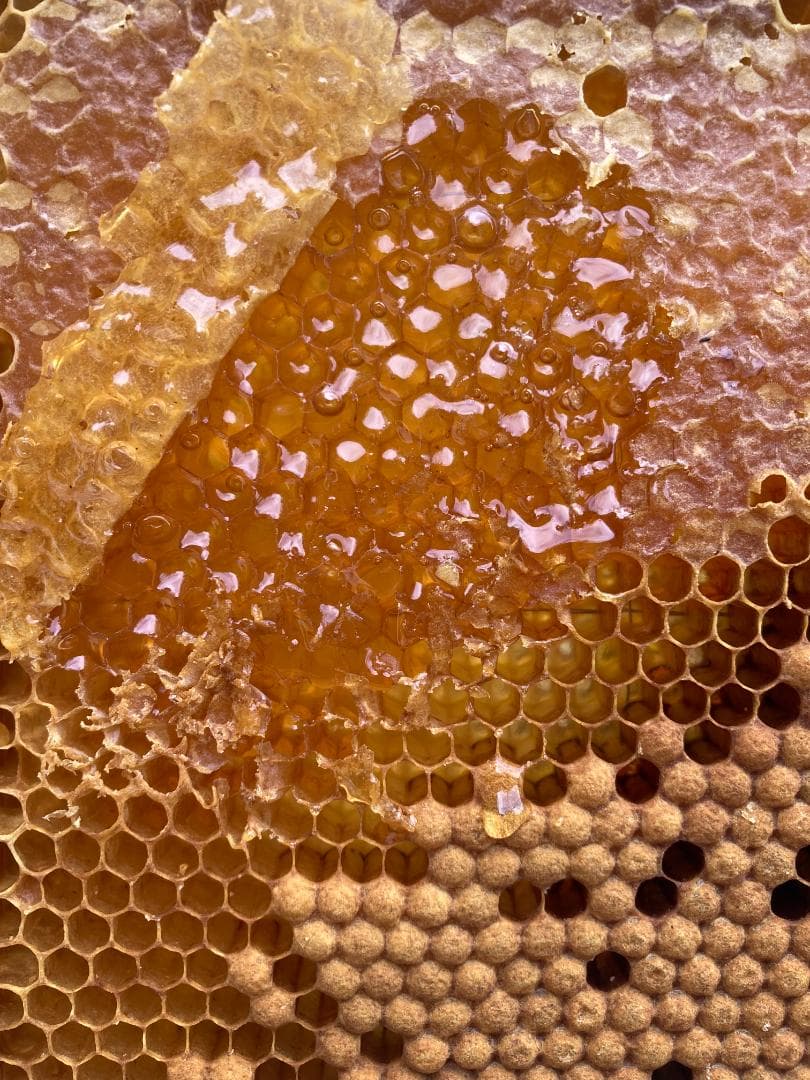 伊豆産 国産 非加熱 サクラ蜜4本と夏の百花蜜 １本　300g×５本セット