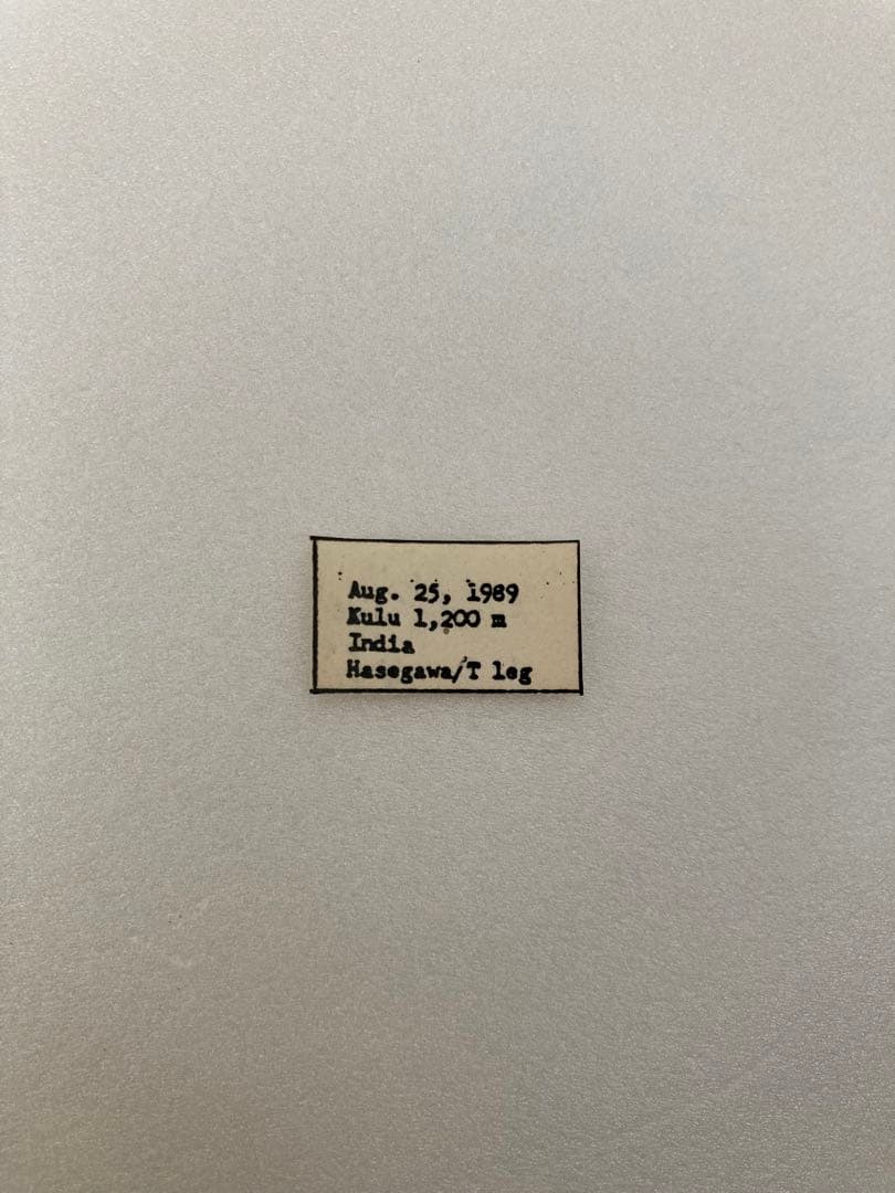 【蝶標本】ポリクトール（1オス・インド北部産）