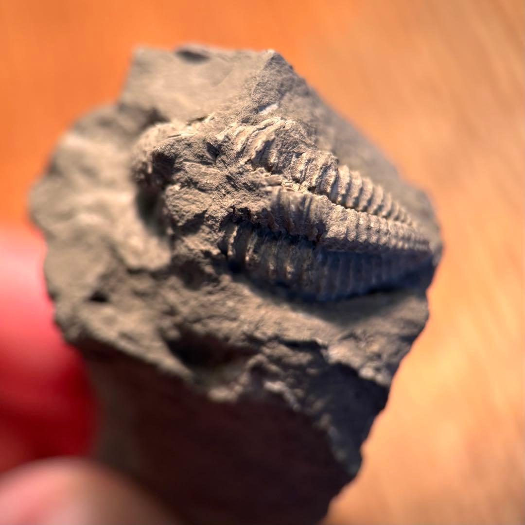 三葉虫 化石 Piltonia kuehnei