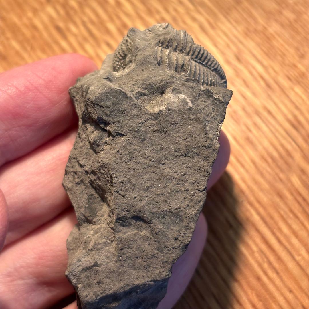 三葉虫 化石 Piltonia kuehnei