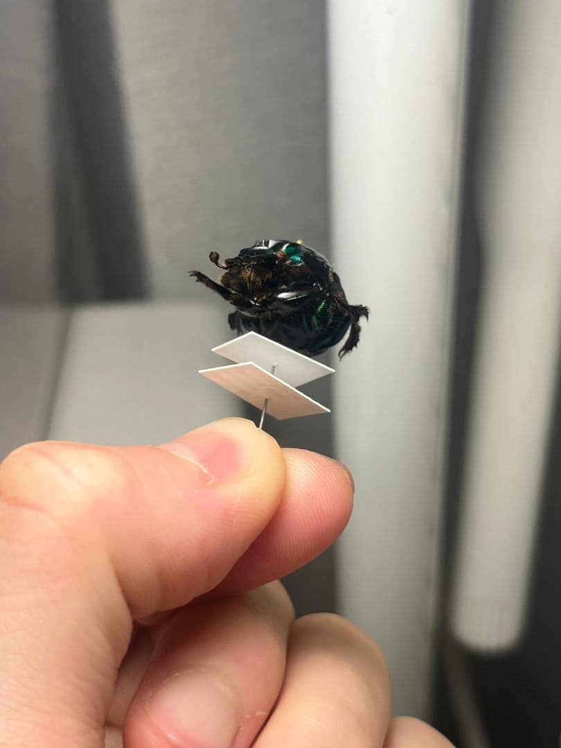 【極美展足】Diabroctis mirabilisダイコクコガネ 24mm♀