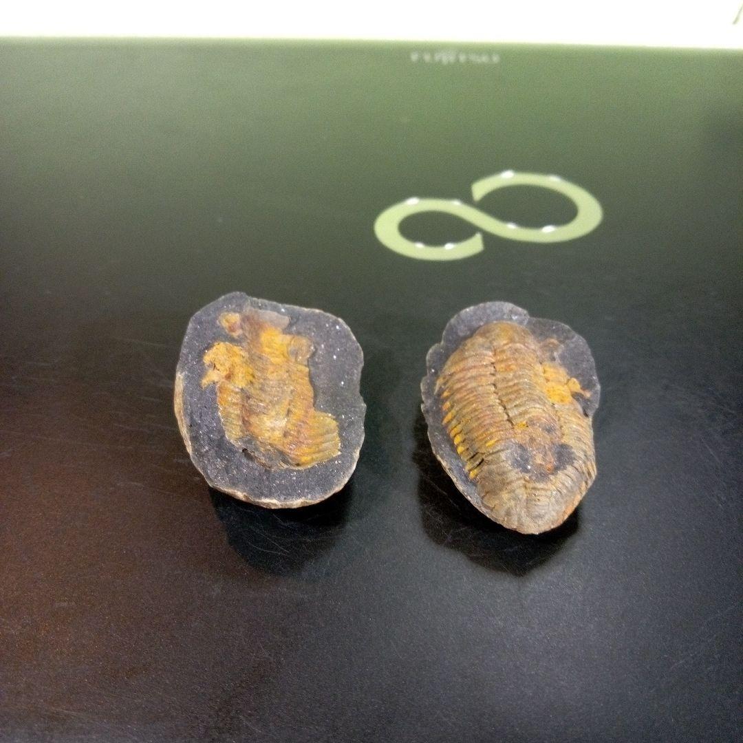 三葉虫　化石　fossil　ボリビア産　trilobite　ノジュール管理⑦