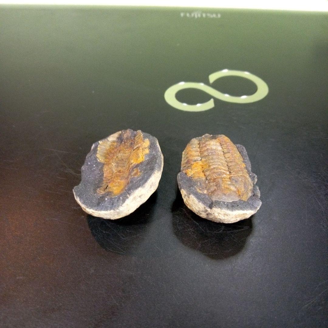三葉虫　化石　fossil　ボリビア産　trilobite　ノジュール管理⑦
