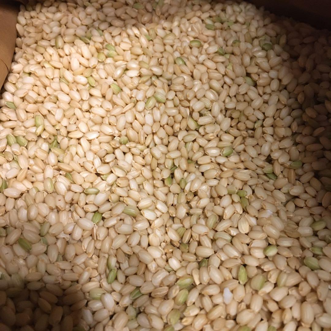 農家直販 減農薬 令和7年 こがねもち もち米 10キロ 玄米 白米も可