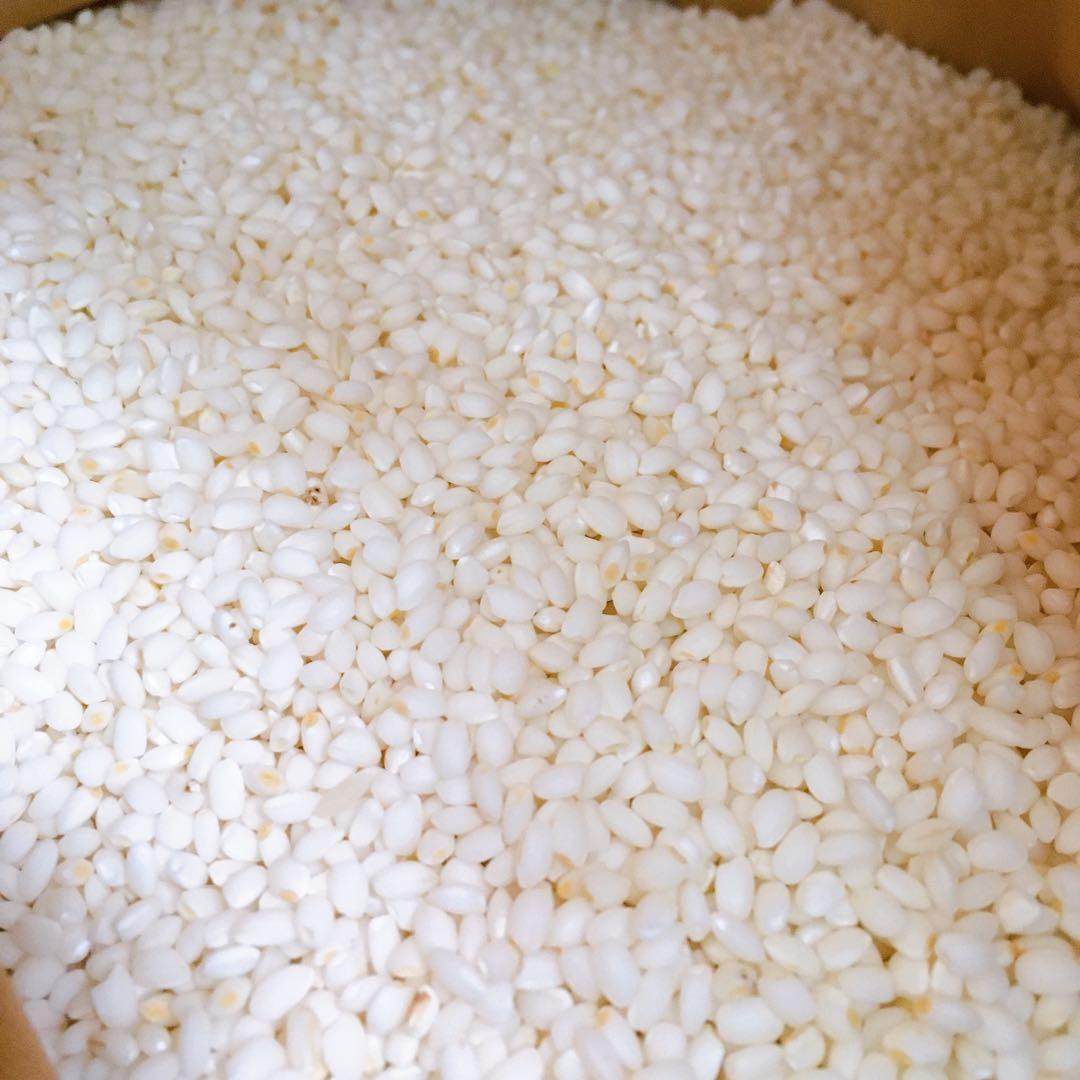 農家直販 減農薬 令和7年 こがねもち もち米 10キロ 玄米 白米も可