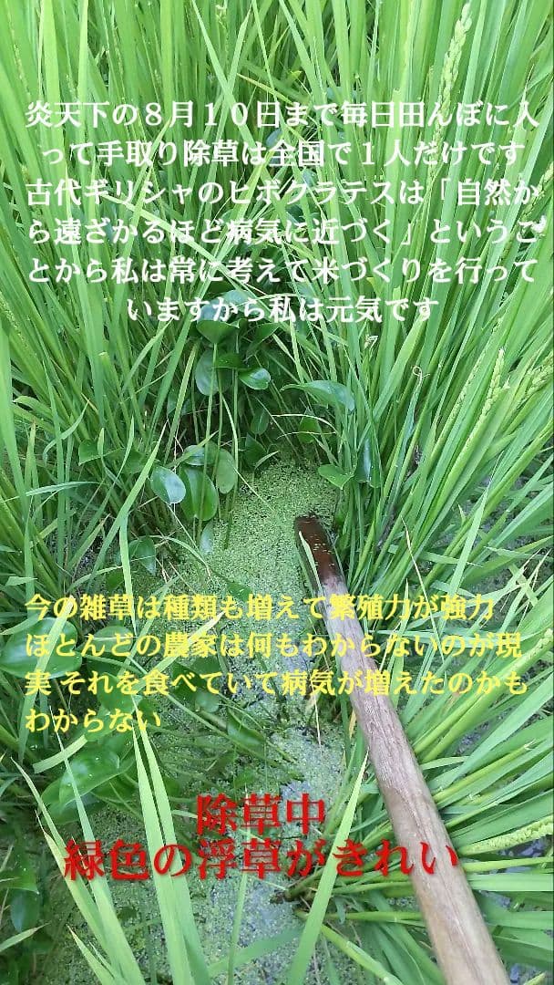 有機は他の米の百倍の手間 玄米10kg ７年産コシヒカリ 特栽① 農薬等不使用