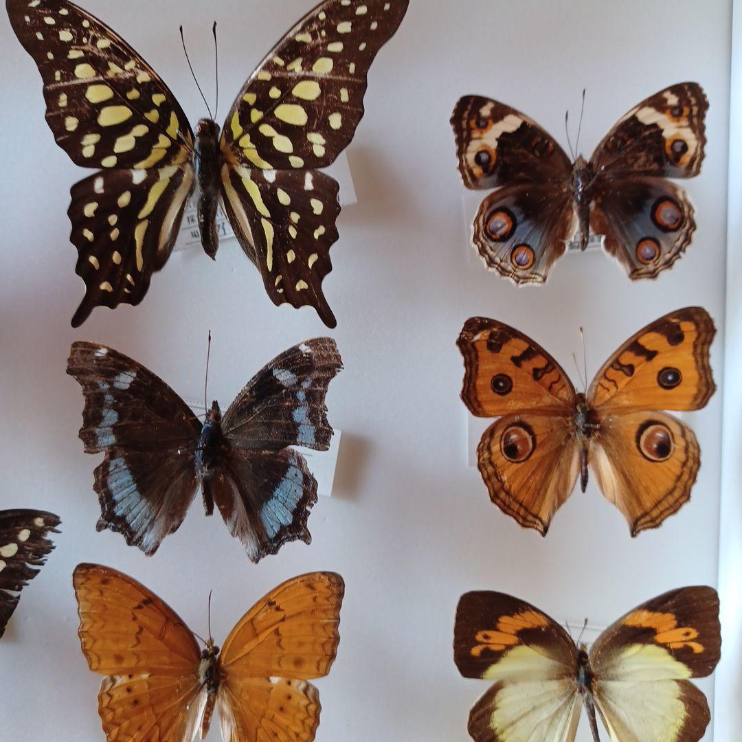 蝶標本　タイ　サムイ島産24頭 +ドイツ箱中型